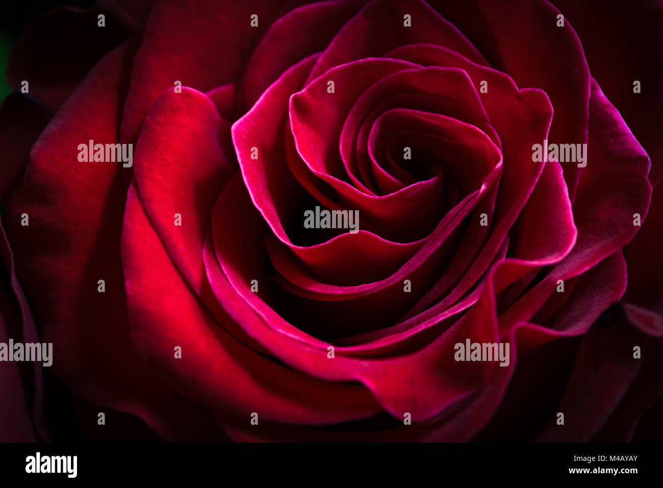 a macro photography of a rose Stock Photo - Alamy