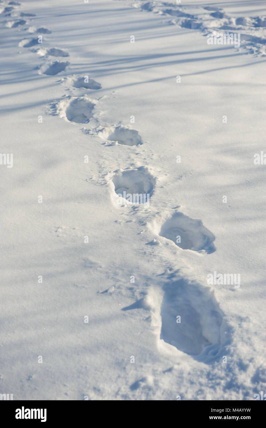 Tracks on fresh snow Stock Photo