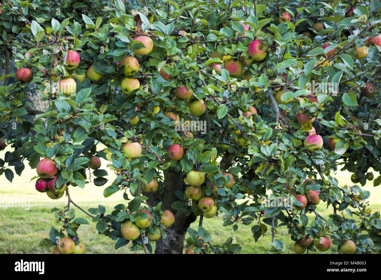 Apple Holsteiner Cox Stock Photo Alamy