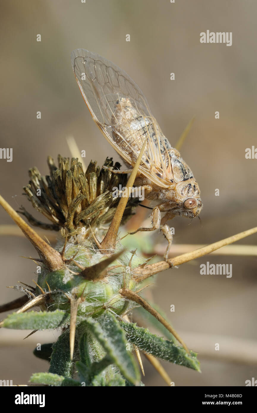 Israeli Fly Insect Insects Of Israel High Resolution Stock Photography and Images - Alamy