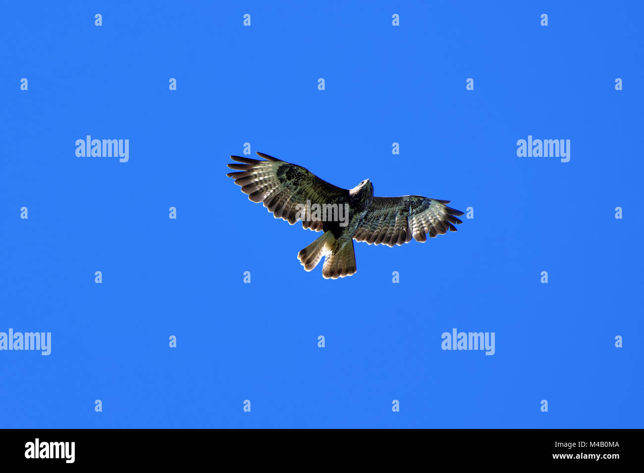 Common buzzard in flight Stock Photo Alamy