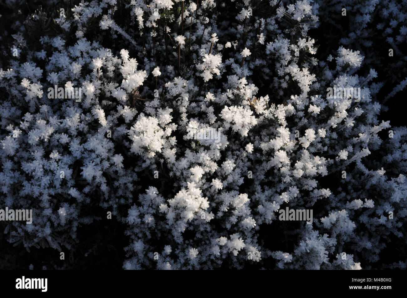 Aster novi-belgii, New York aster, white frost Stock Photo