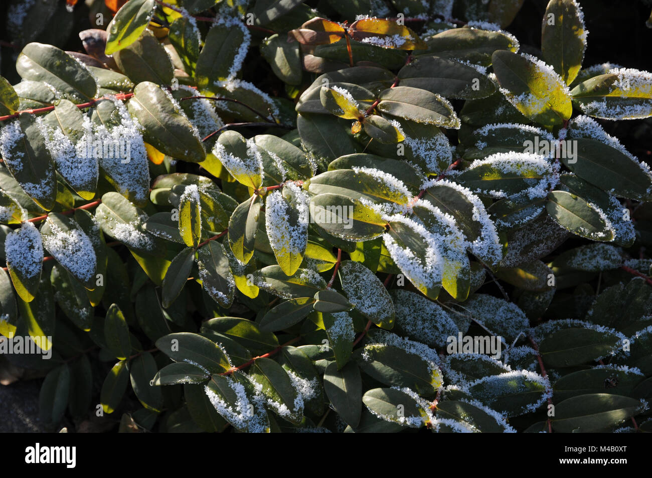 Hypericum calycinum, St. Johns wort, white frost Stock Photo