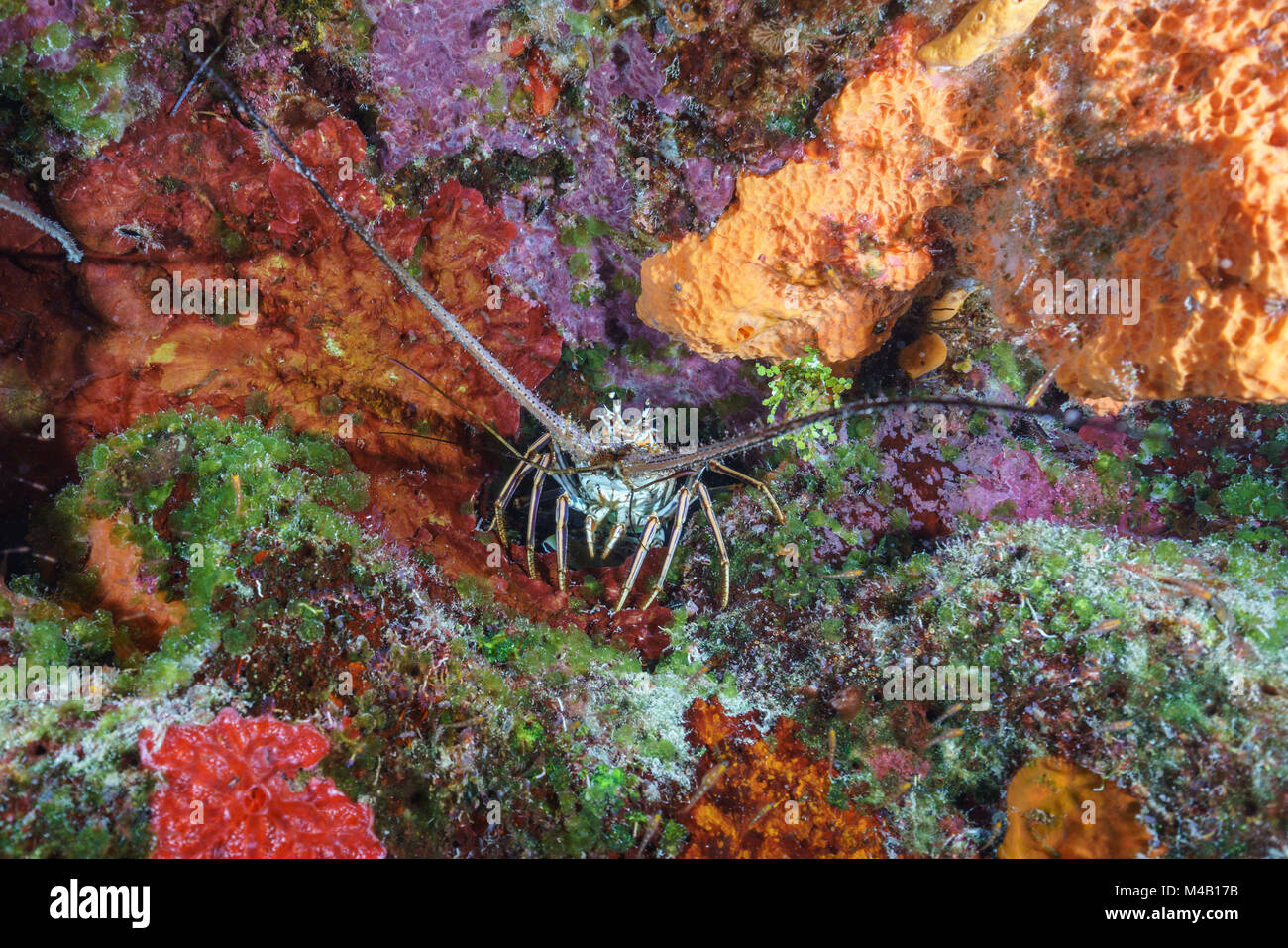 A Caribbean Lobster Peaks out from Colorful Coral in Cozumel, Mexico Stock Photo