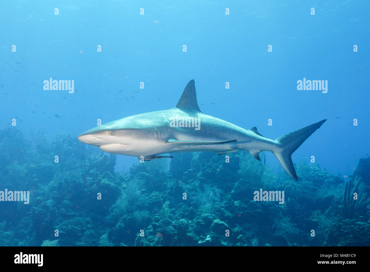 Reef Shark Stock Photo