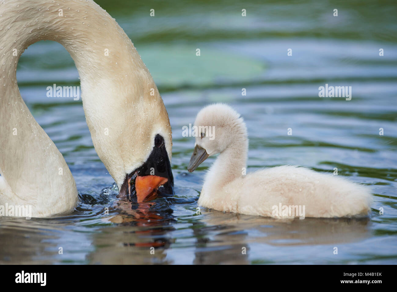 mute swan,Cygnus olor,fledglings,water,swim,close-up Stock Photo