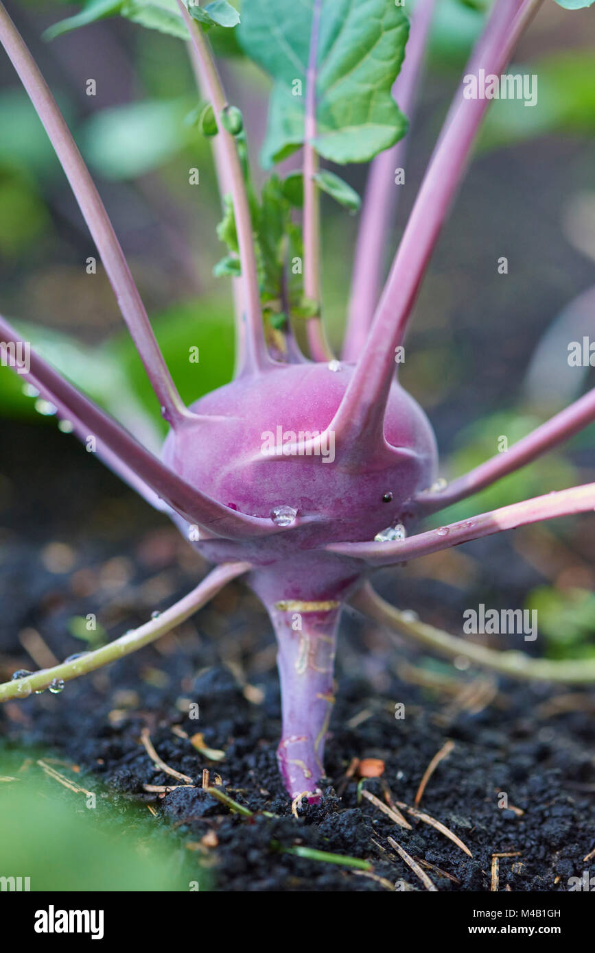 Kohlrabi,Brassica oleracea var. gongylodes,grow,garden,soil,autumn Stock Photo