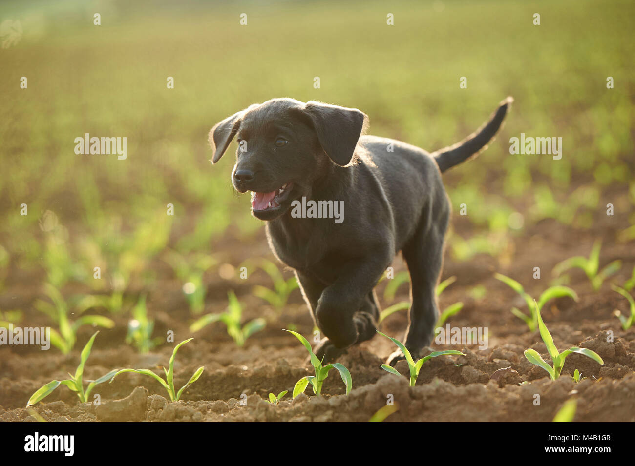 Labrador retrievers,grey,puppy,meadow,frontal,run Stock Photo
