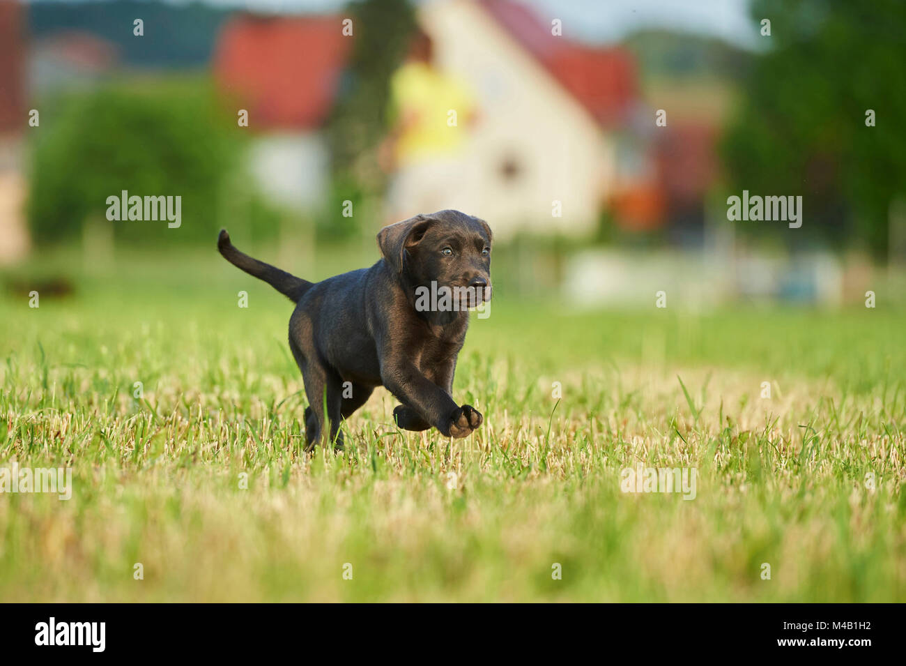 Labrador retrievers,grey,puppy,meadow,frontal,run Stock Photo