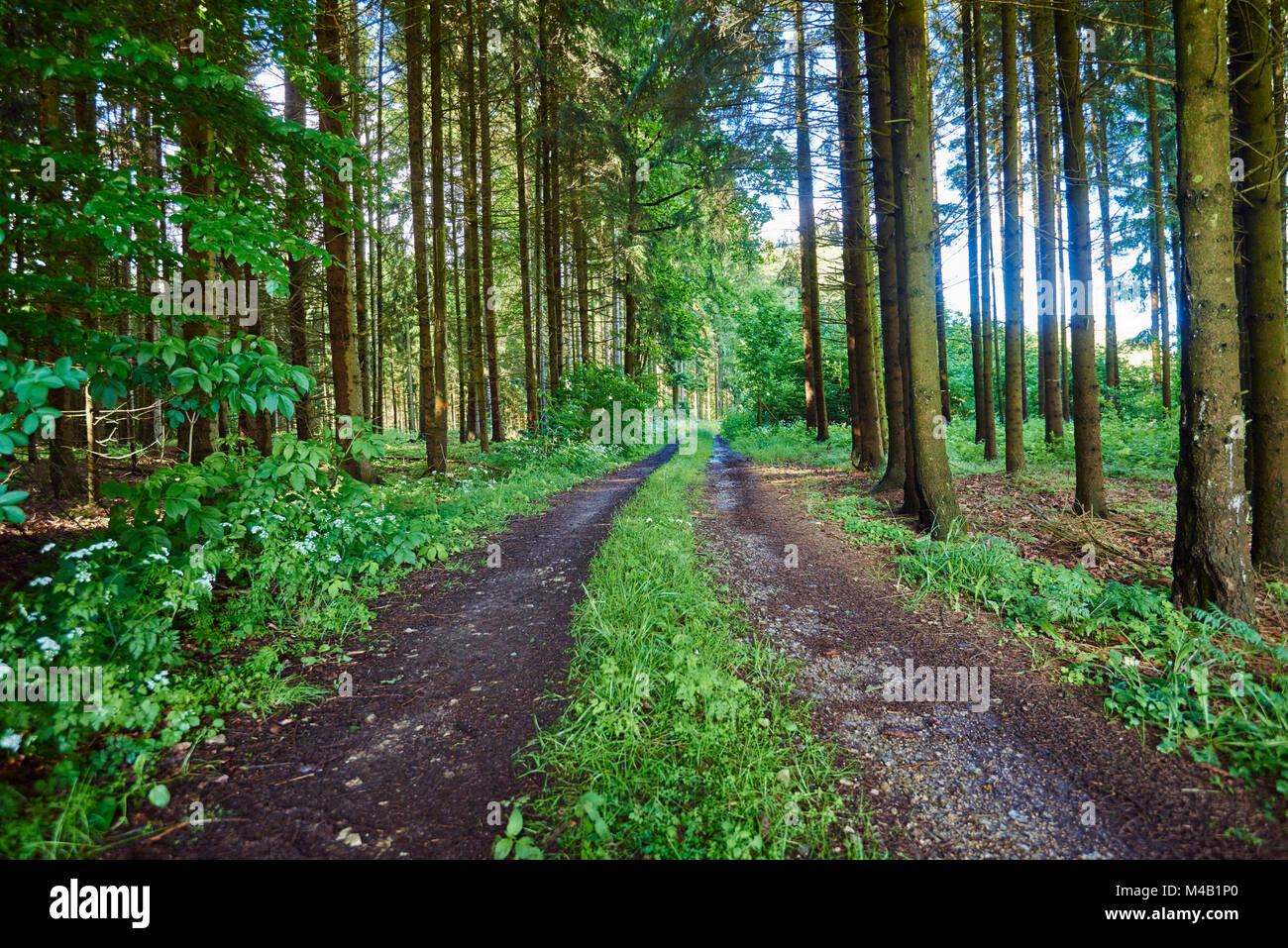 Scenery,forest way,spruce forest,Picea abies,spring Stock Photo