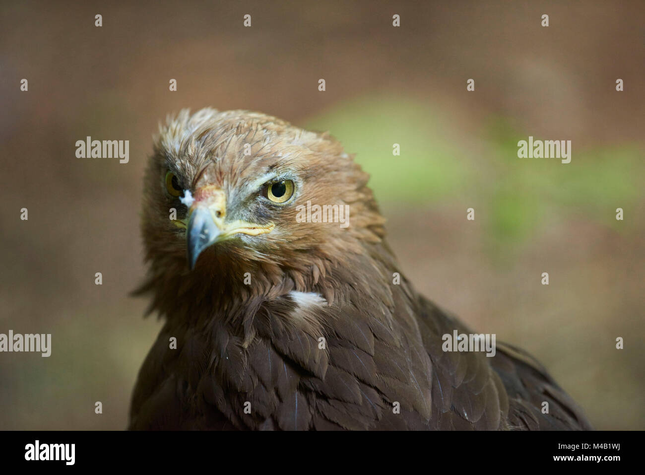 lesser spotted eagle,Clanga pomarina,close-up, Stock Photo