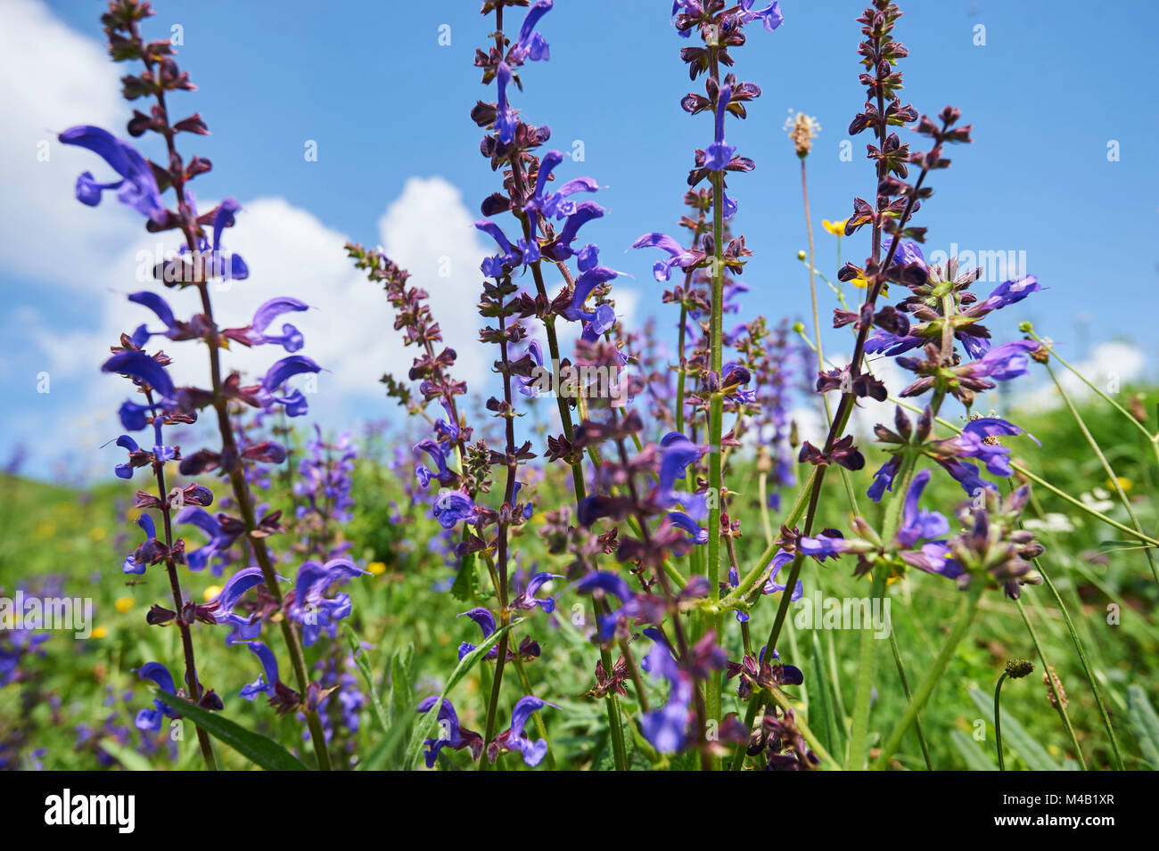 Meadow sage,Salvia pratensis,blossom Stock Photo - Alamy