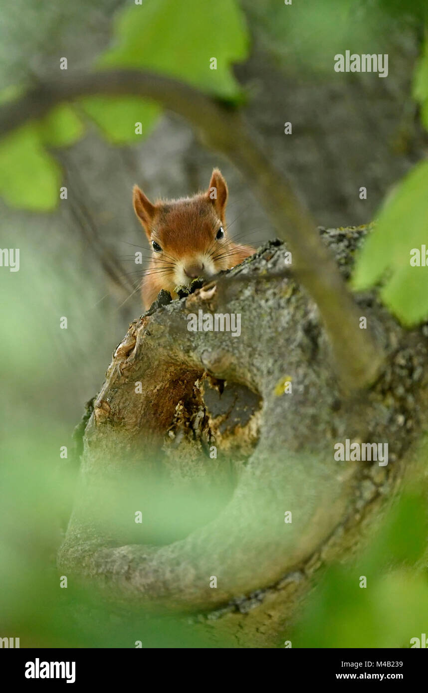 Eurasian red squirrel (Sciurus vulgaris),look naughty out of a trunk,Stuttgart,Baden-Wurttemberg,Germany Stock Photo