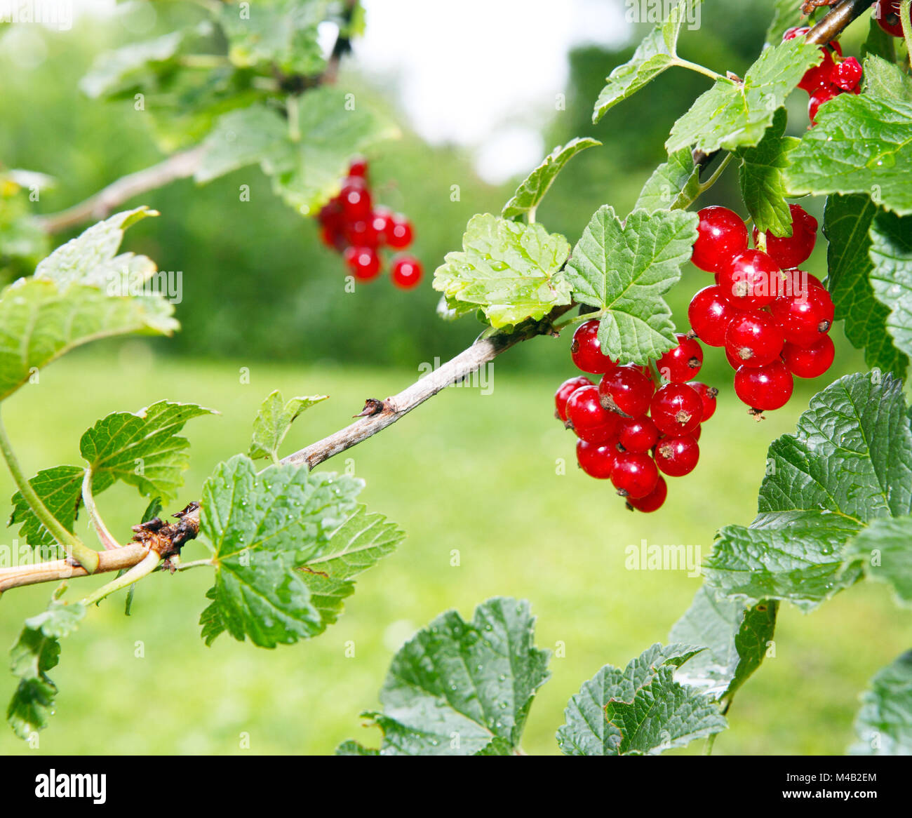 Ripe redcurrant on a bush Stock Photo