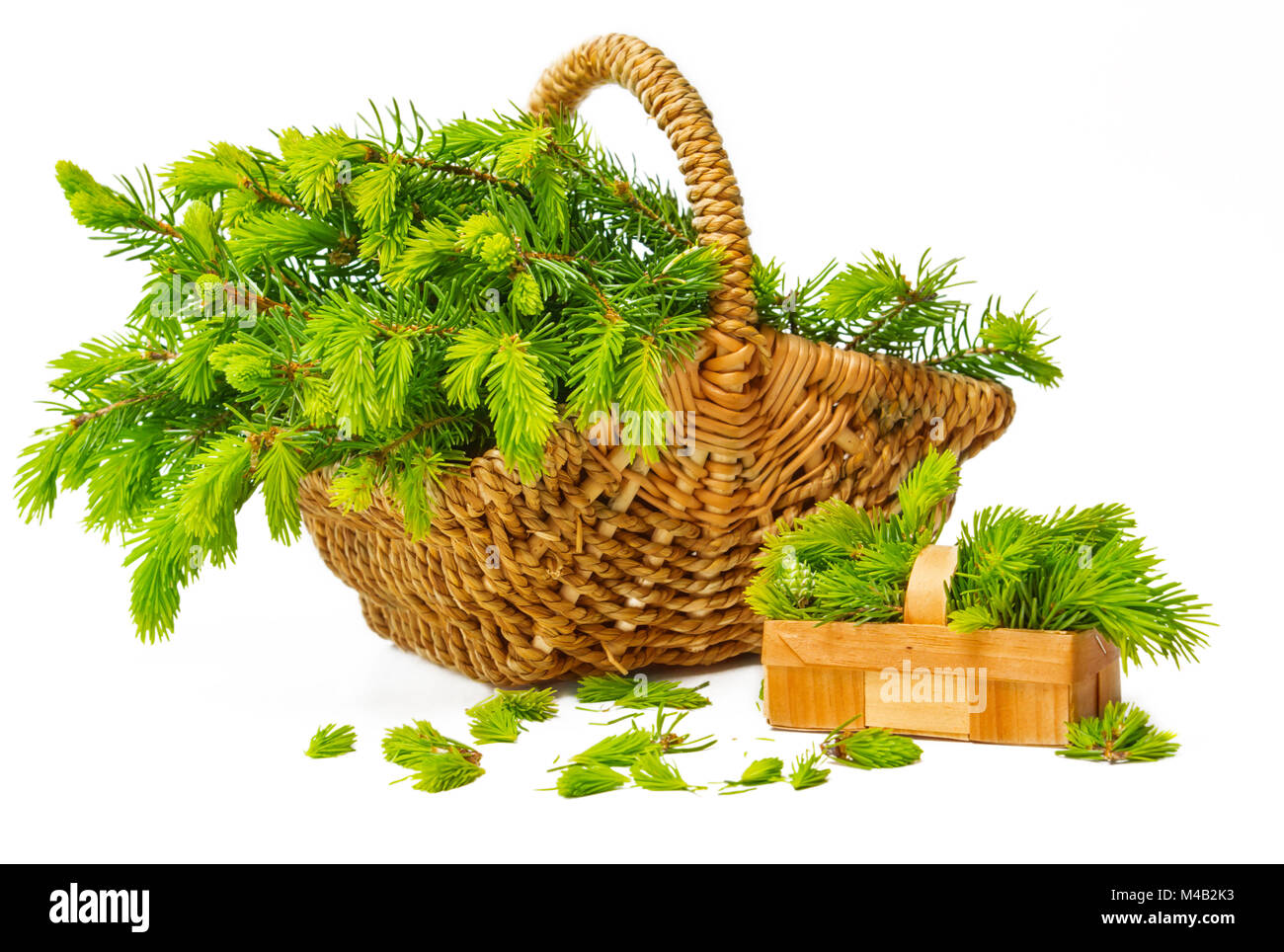 May shoots,collected in a basket Stock Photo
