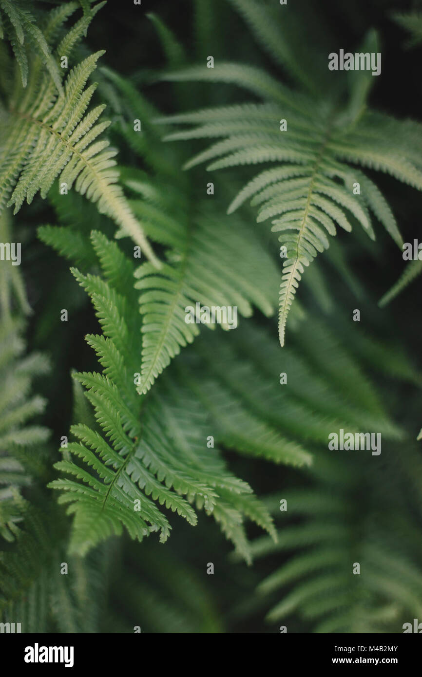 Garden fern close up hi-res stock photography and images - Alamy