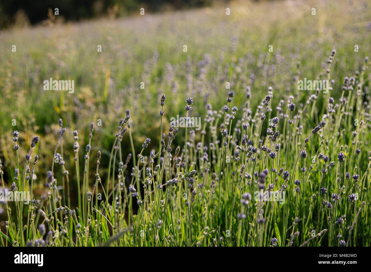 Lavender field in Germany in East Westphalia,organic cultivation,organic cultivation for winning lavender oil,lavender,not fully blossomed,in June, Stock Photo
