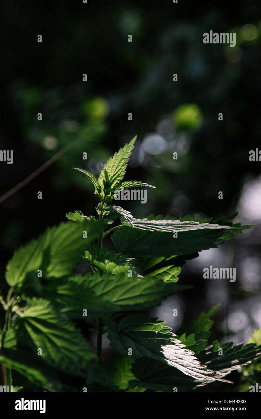 Urtica in the summer sun, Stock Photo