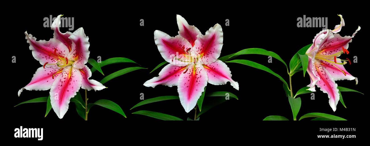 Three elegant spotted pink lily flowers on black Stock Photo