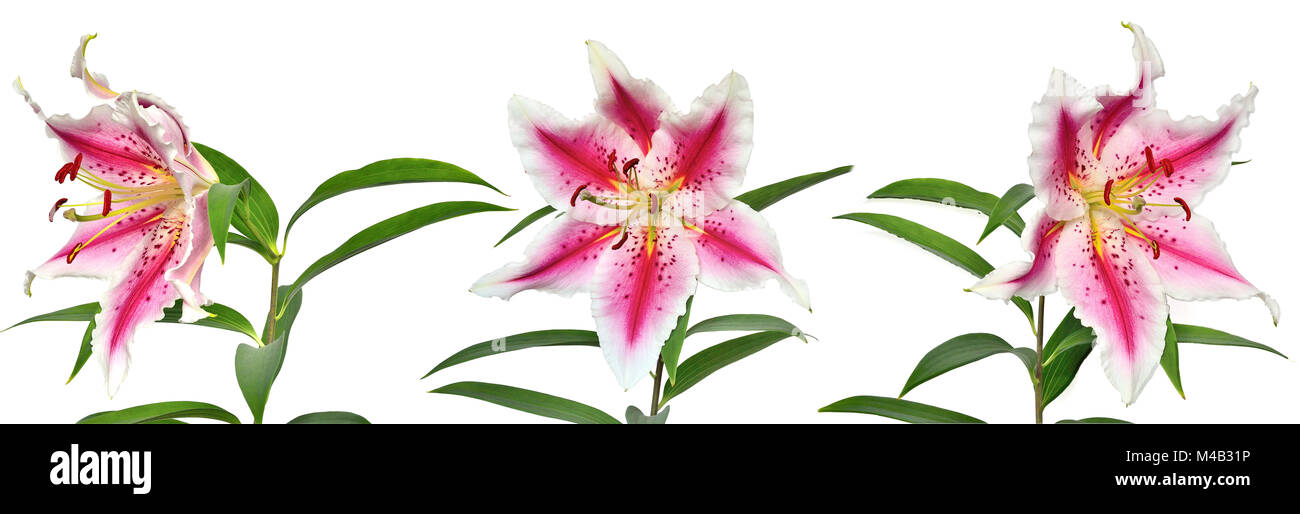 Three elegant spotted pink lily flowers on white background Stock Photo