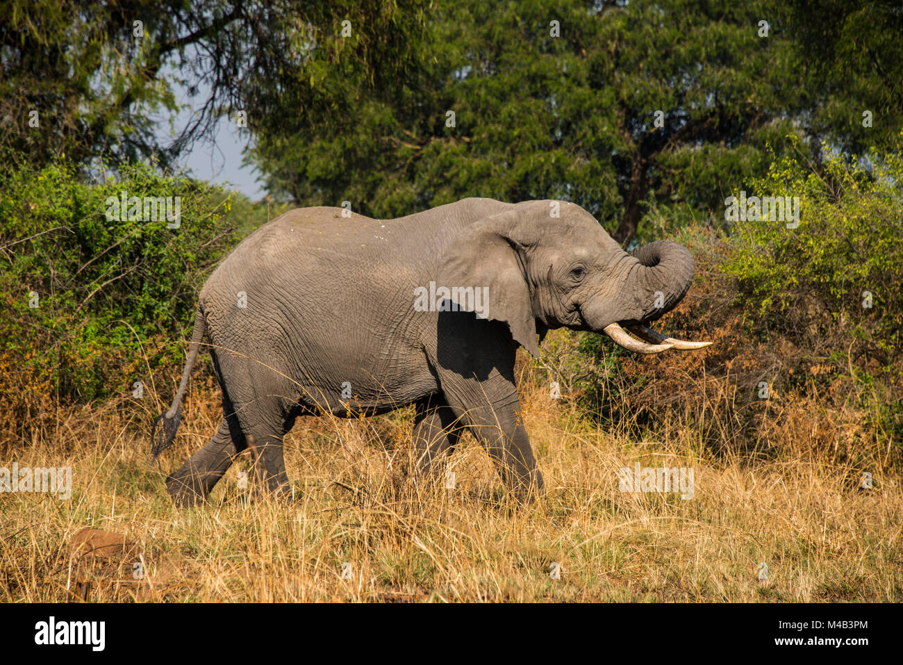 African elephant (Loxodonta africana),Murchison Falls National Park,Uganda,Africa Stock Photo