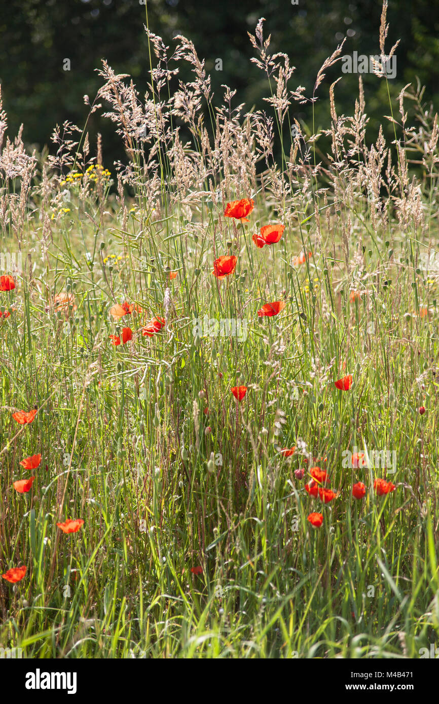 Poppies and wild grasses in high summer Stock Photo - Alamy
