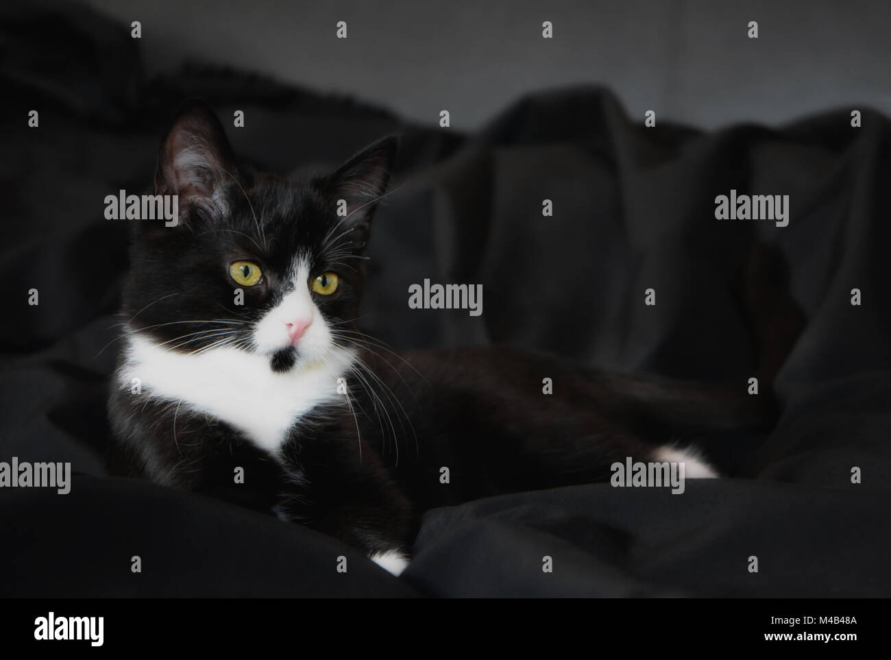 Black cat with white paws hires stock photography and images Alamy