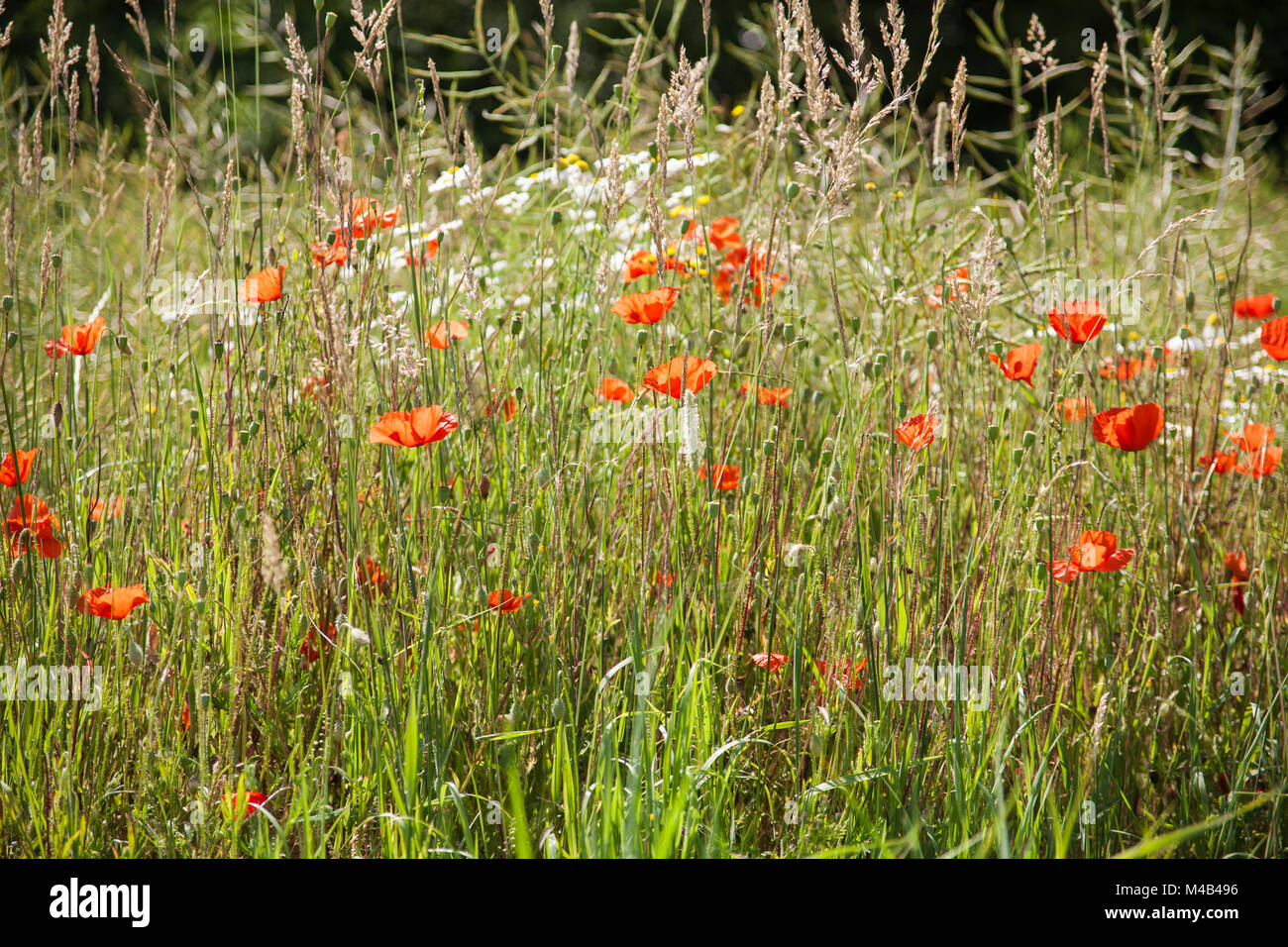 Poppies and wild grasses in high summer Stock Photo - Alamy