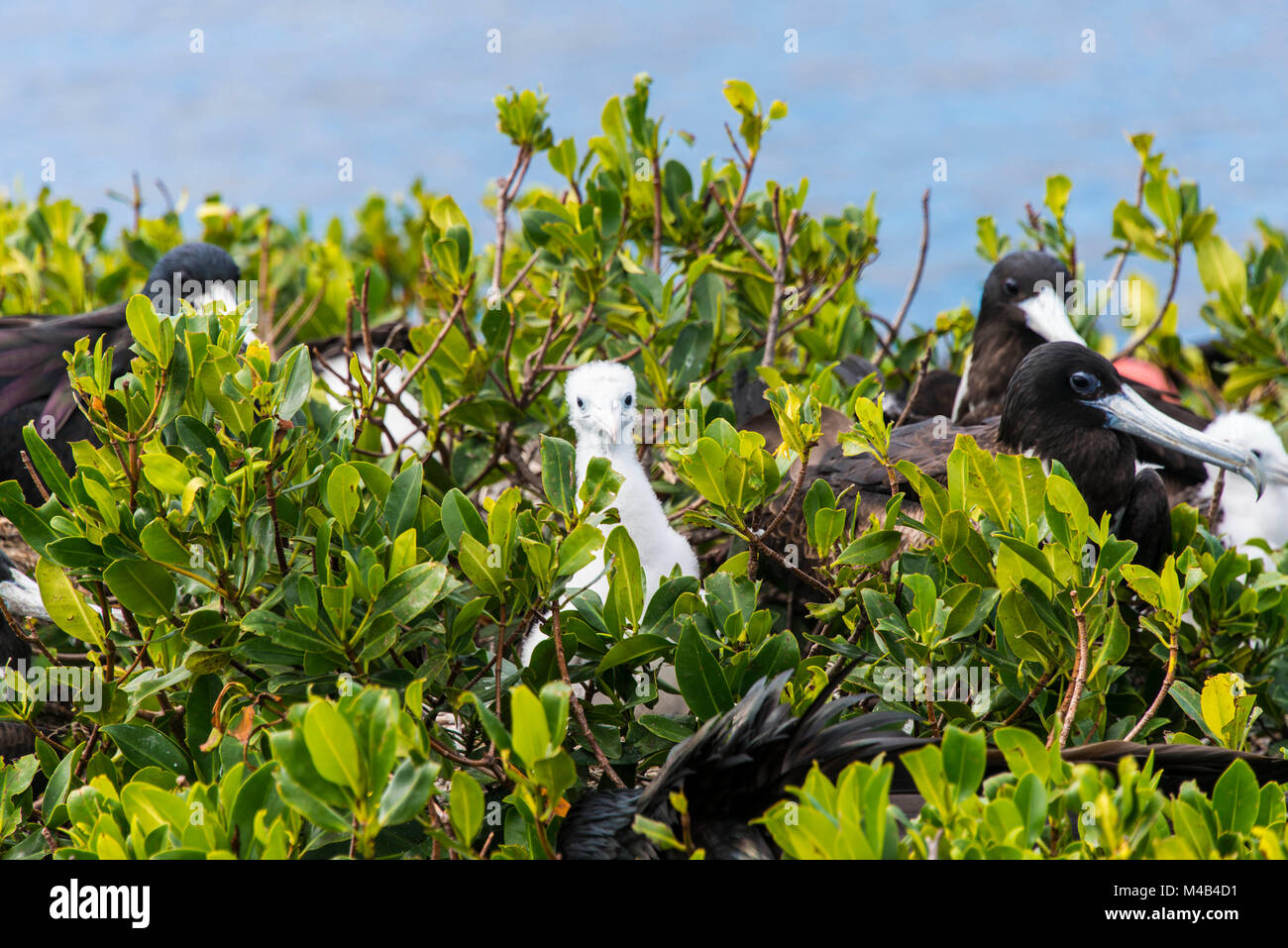 Codrington lagoon barbuda frigate birds hires stock photography and