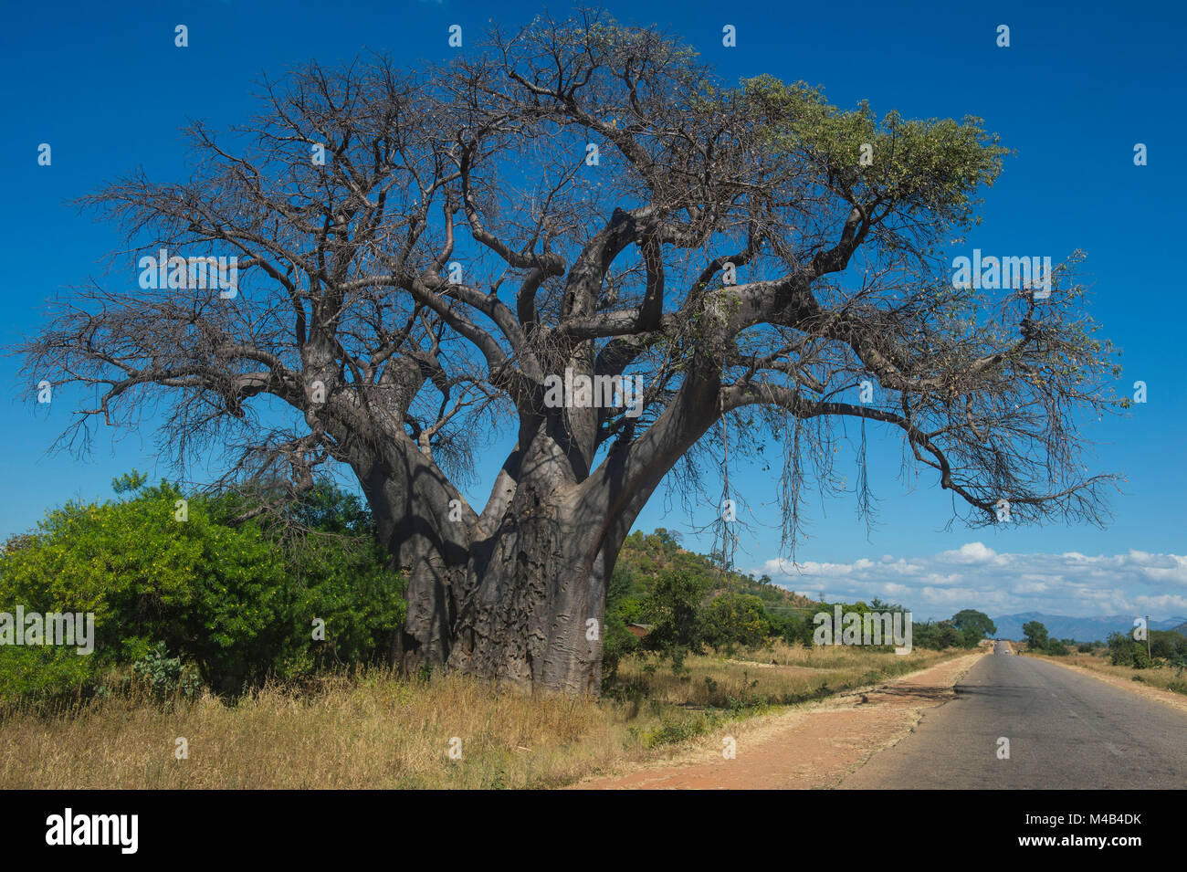 Giant baobab tree near Cape Maclear,Malawi,Africa Stock Photo