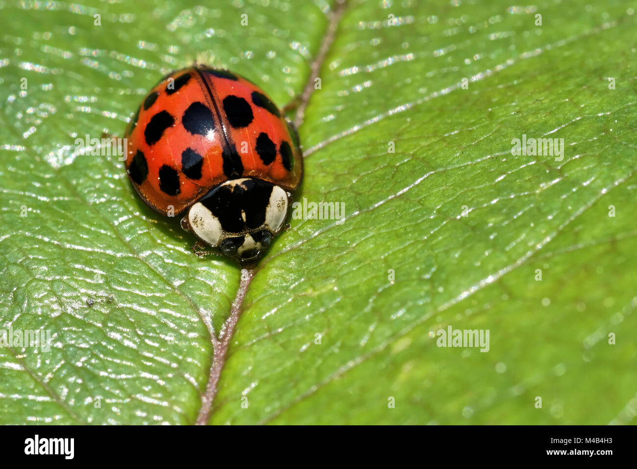 Asian ladybeetle Stock Photo