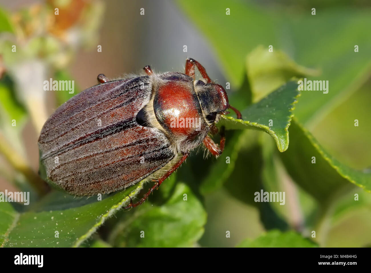 common cockchafer Stock Photo