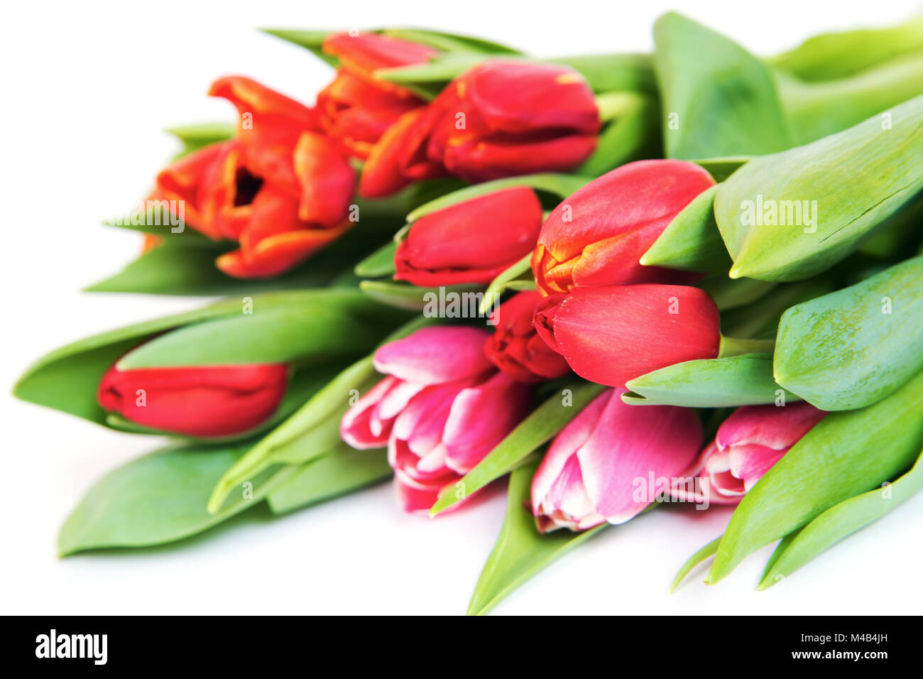 Tulips bouquet isolated on white Stock Photo - Alamy