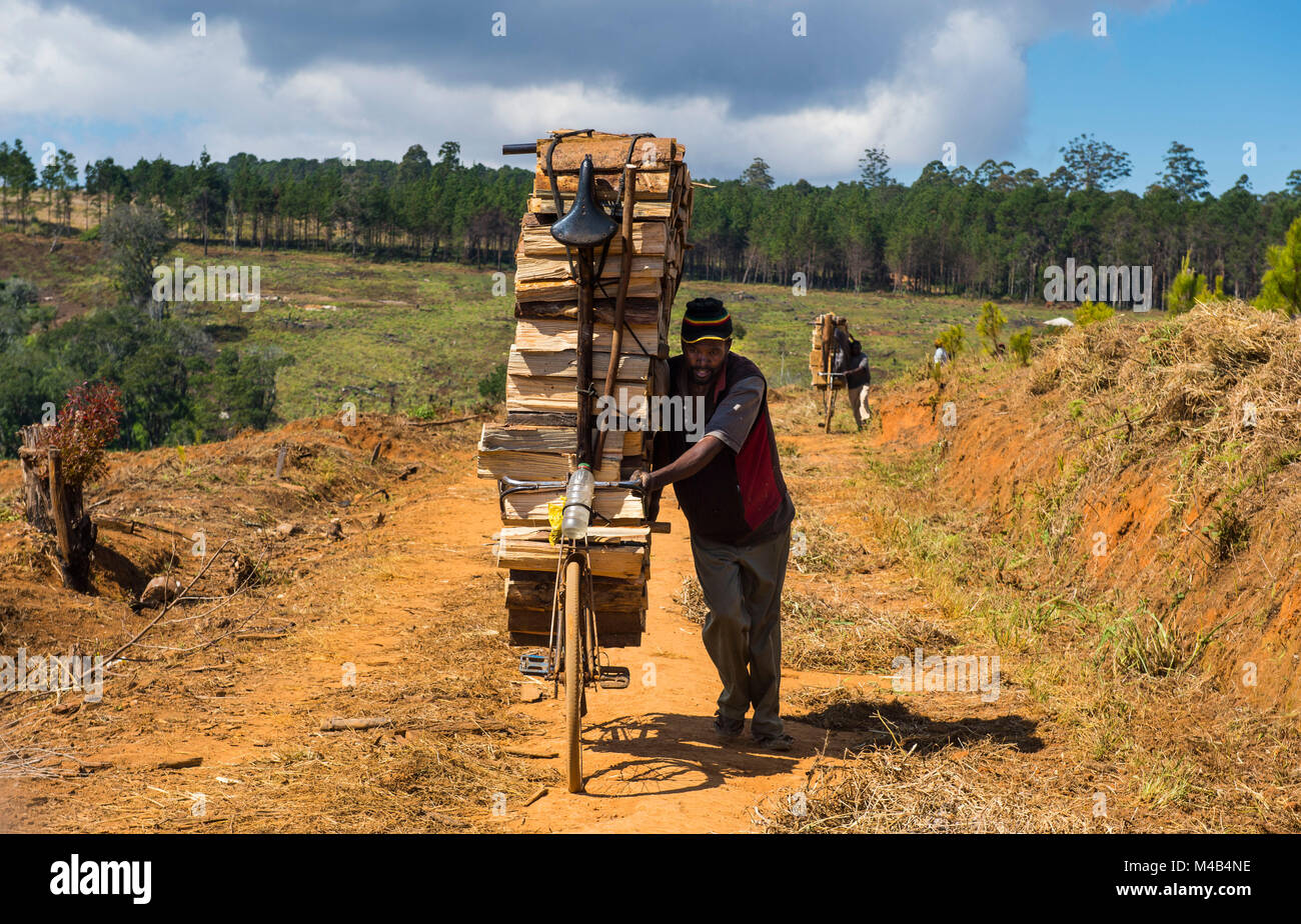 Local man transporting firewood on his bicycle,Zomba Plateau,Malawi,Africa Stock Photo