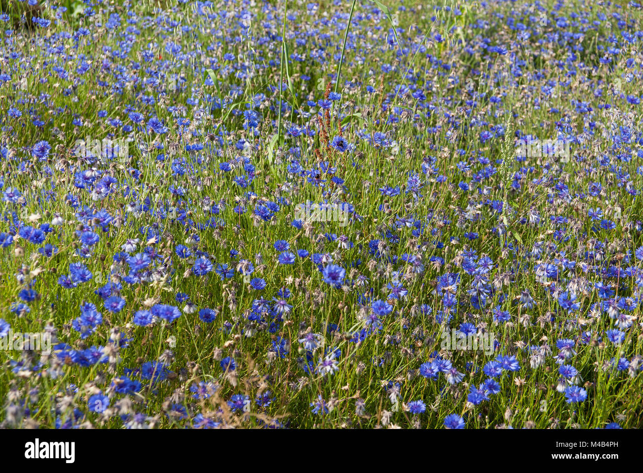 Field of cornflowers Stock Photo - Alamy