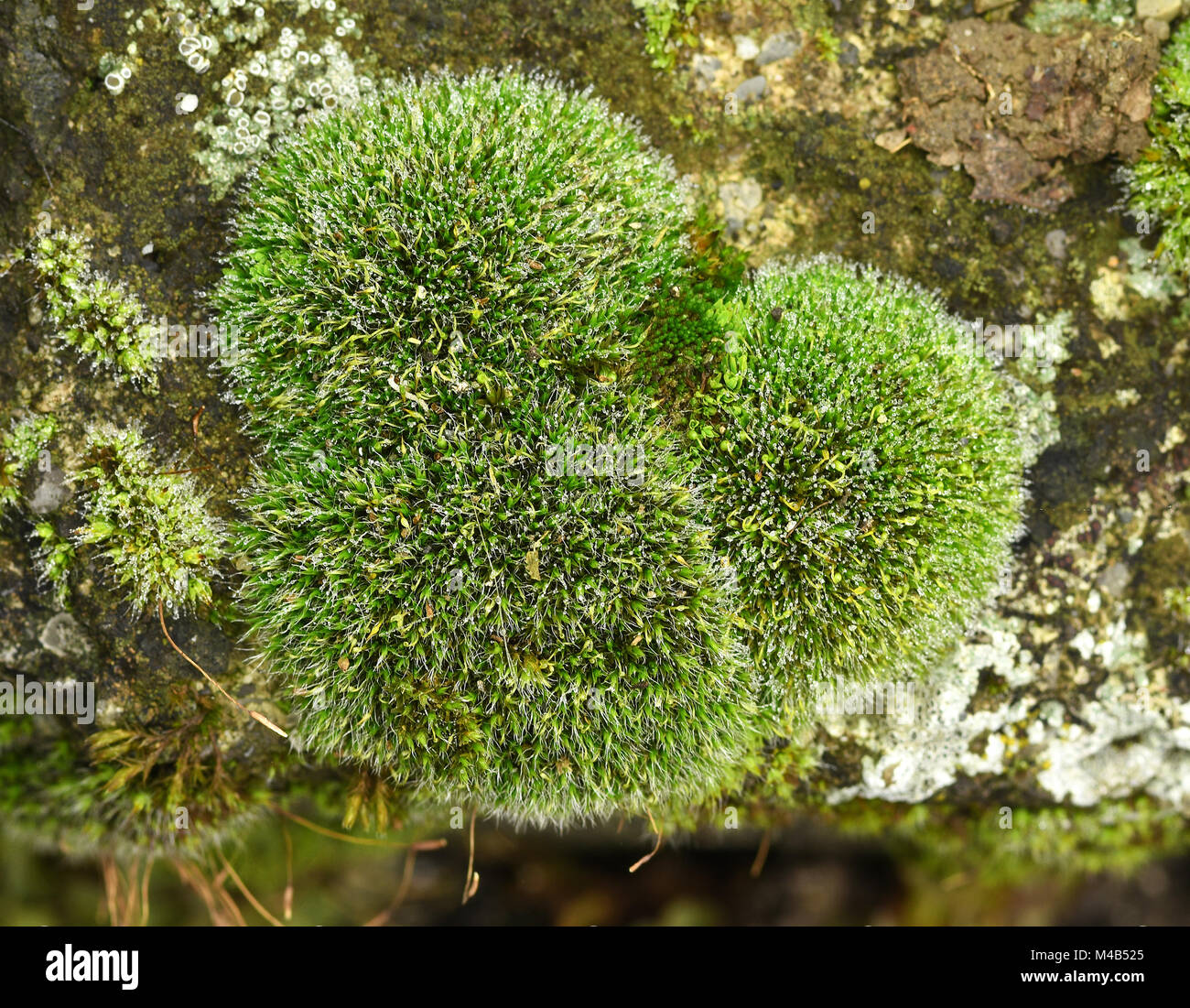 moss; gray-cushioned grimmia moss; grey-cushioned grimmia; Grimmia pulvinata; Stock Photo