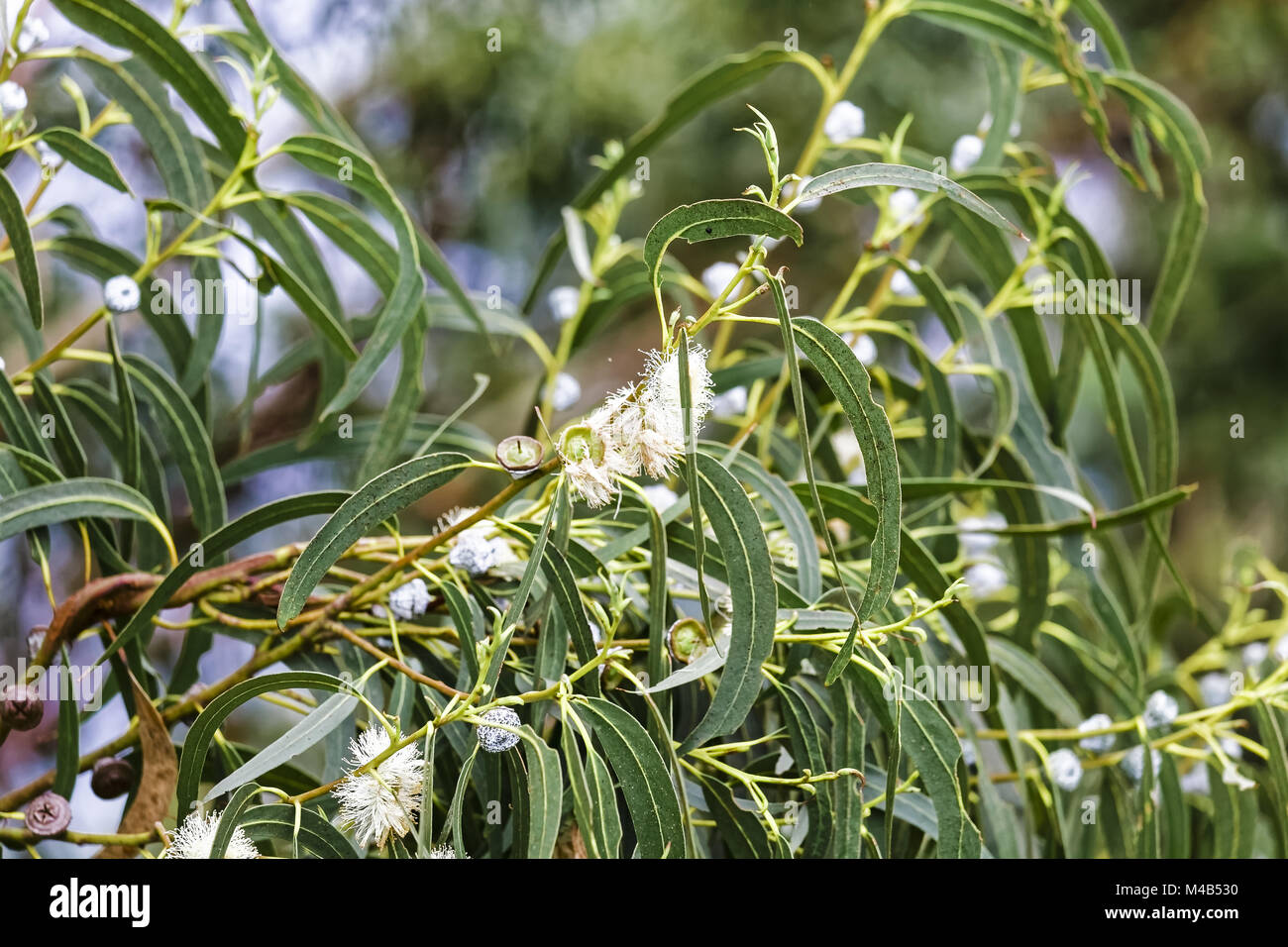 Eucalyptus, Eucalyptus globulus LABILLl, Australia Stock Photo