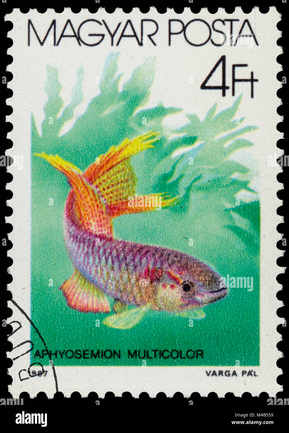 BUDAPEST, HUNGARY - 05 december 2014: a post stamp printed in HUNGARY shows Toy fish (Aphyosemion multicolor), the series 'The fishes', circa 1987 Stock Photo