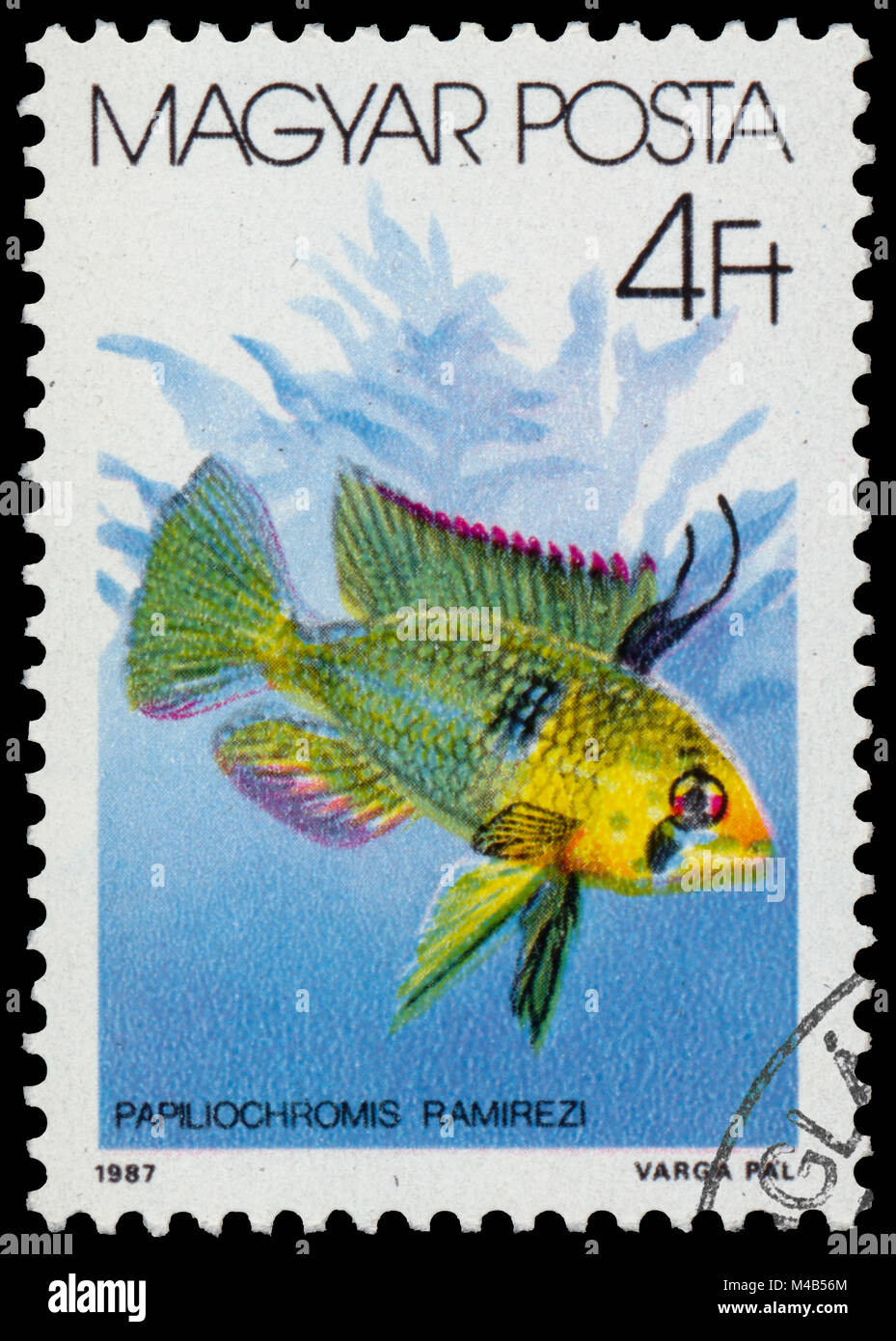 BUDAPEST, HUNGARY - 05 december 2014: a post stamp printed in HUNGARY shows ram cichlid (Papiliochromis Ramirezi), the series 'The fishes', circa 1987 Stock Photo