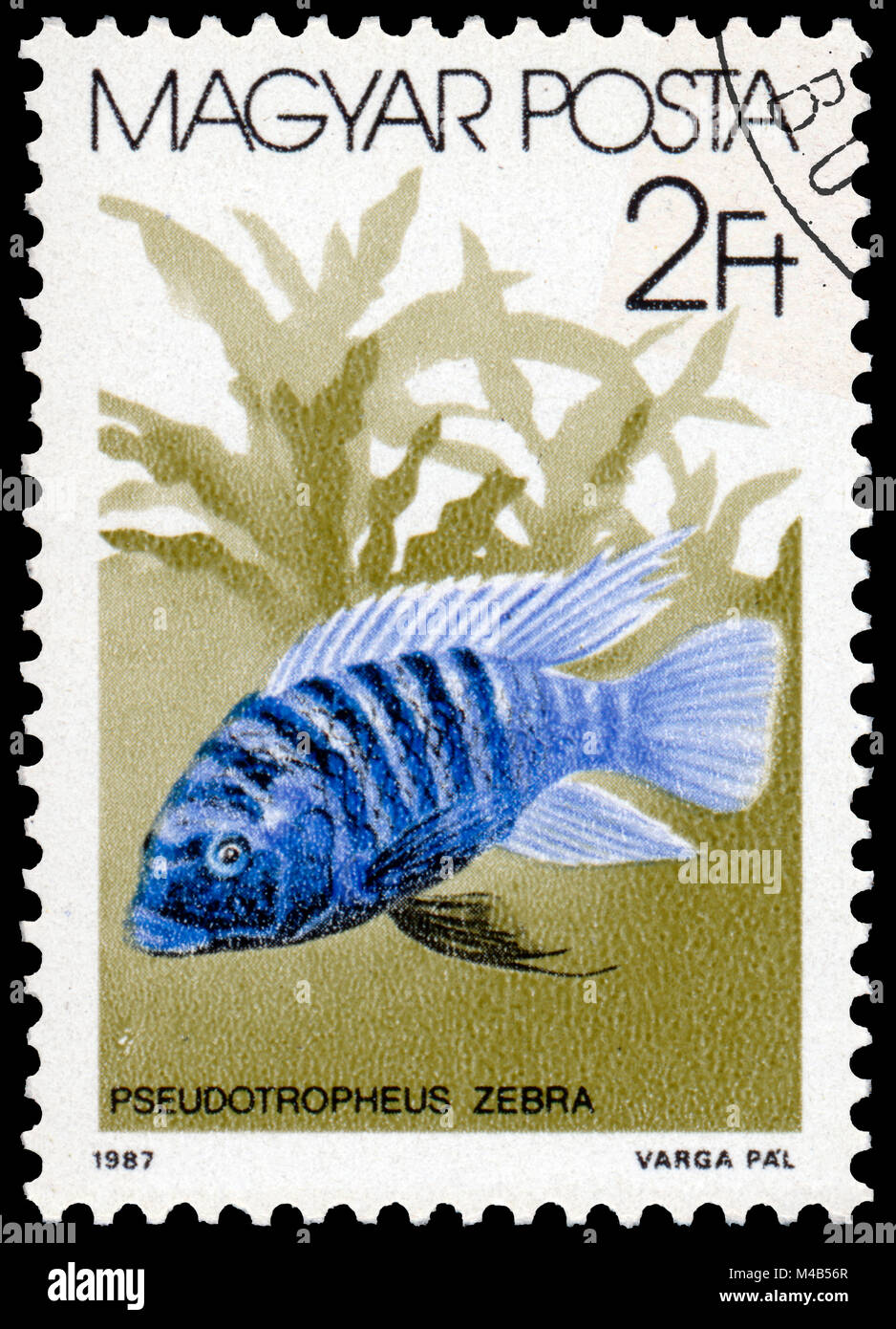 BUDAPEST, HUNGARY - 05 december 2014: a post stamp printed in HUNGARY shows Zebra Mbuna (Pseudotropheus zebra), the series 'The fishes', circa 1987 Stock Photo