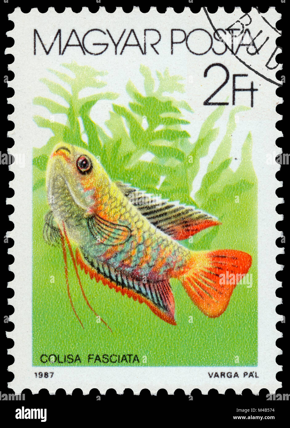 BUDAPEST, HUNGARY - 05 december 2014: a post stamp printed in HUNGARY shows Banded Gourami (Colisa fasciata), the series 'The fishes', circa 1987 Stock Photo