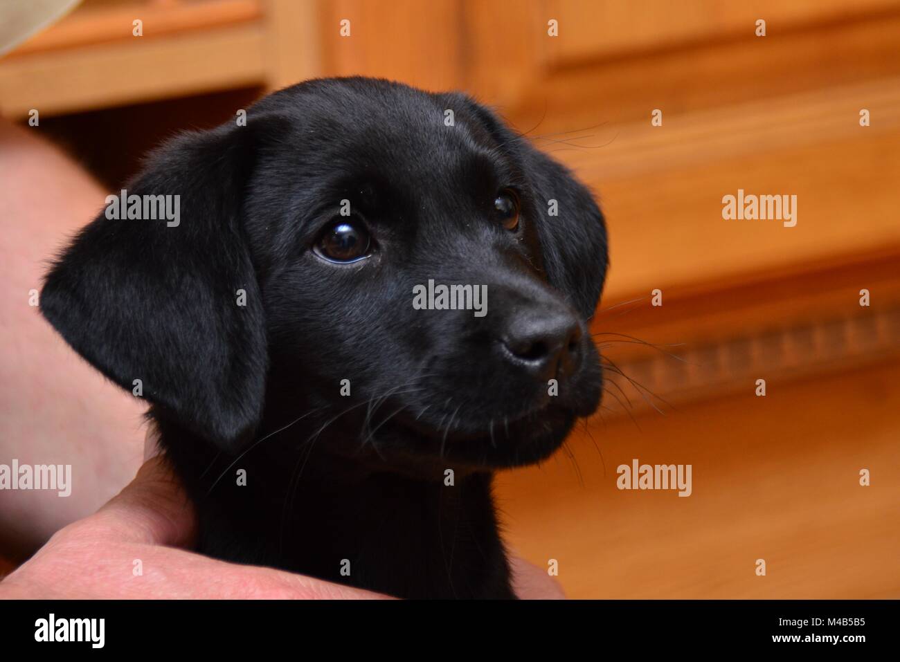 Small Black Pedigree Labrador Puppy High Resolution Stock Photography and  Images - Alamy