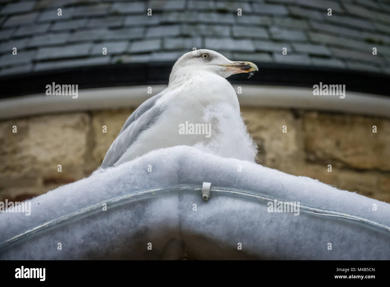 Seagull sitting on snow hi res stock photography and images Alamy