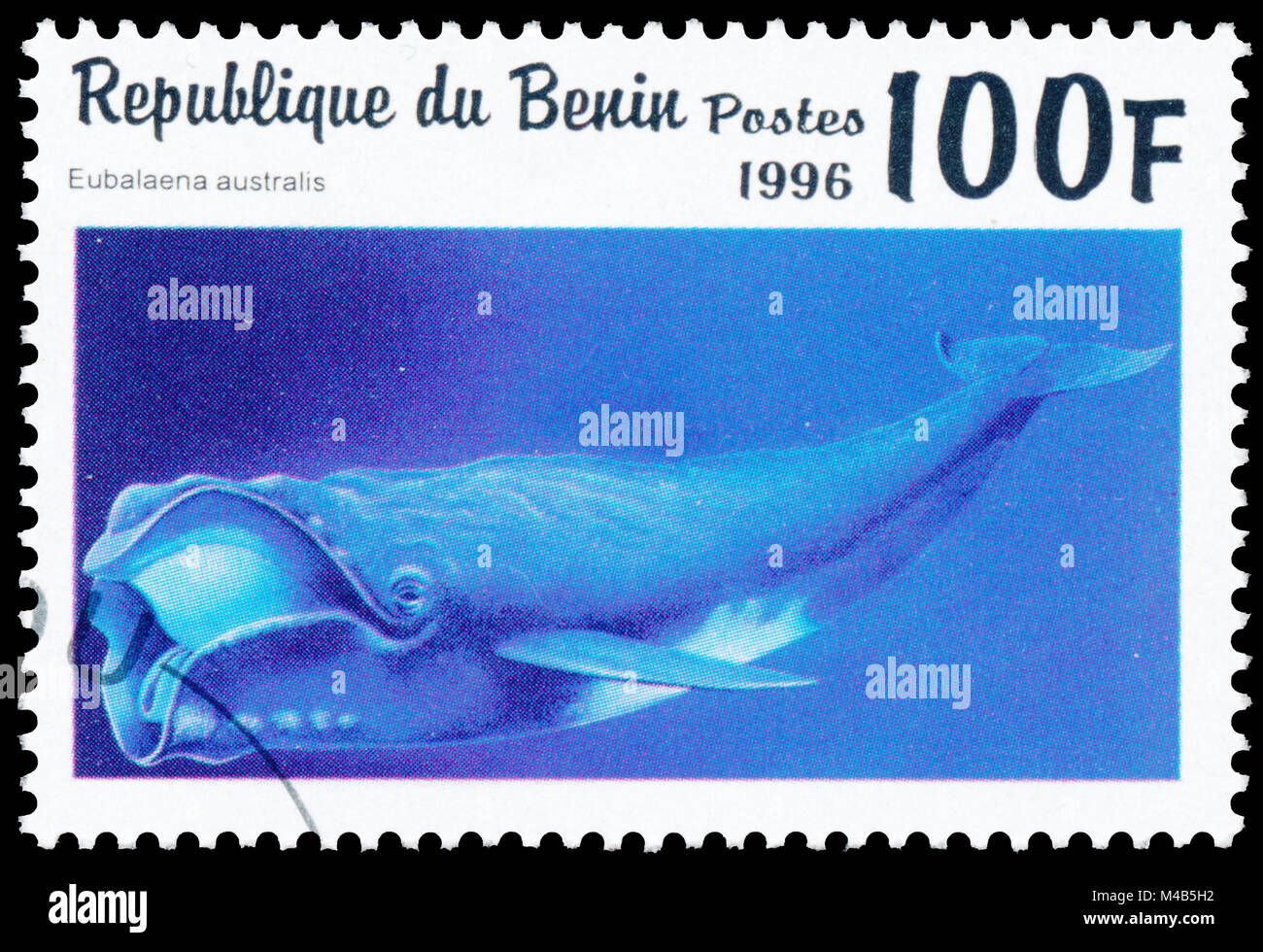 BUDAPEST, HUNGARY - 11 february 2018: A stamp printed in Benin showing Southern Right Whale (Eubalaena australis), circa 1996 Stock Photo