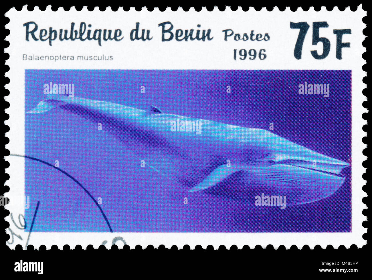BUDAPEST, HUNGARY - 11 february 2018: A stamp printed in Benin showing Blue Whale (Balaenoptera musculus), circa 1996 Stock Photo