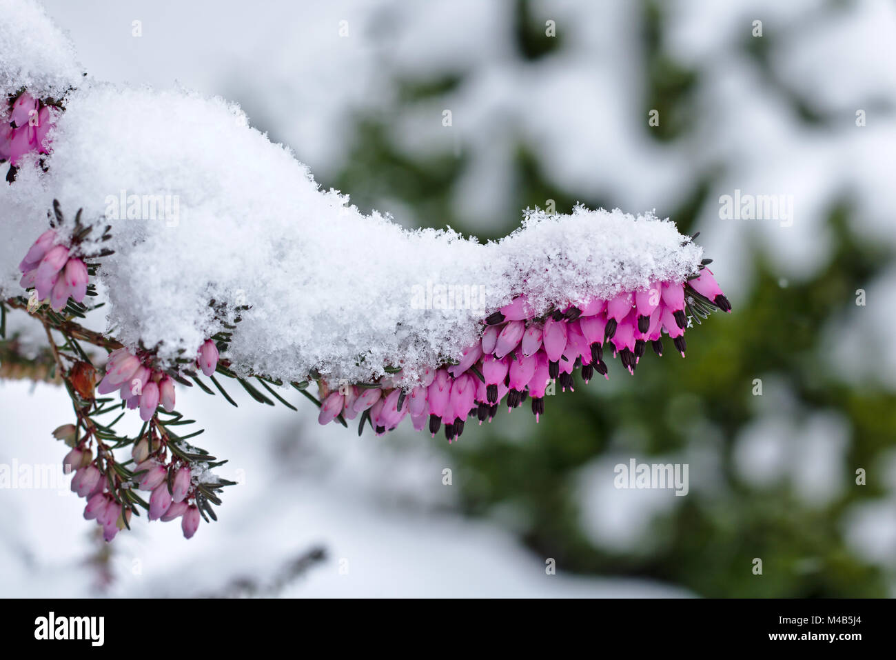 Snow-covered spring heath in bloom Stock Photo