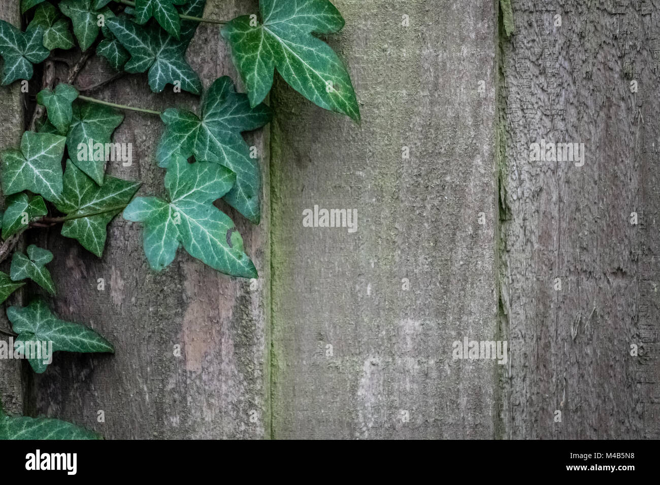 Green ivy on wooden fence wall Stock Photo - Alamy