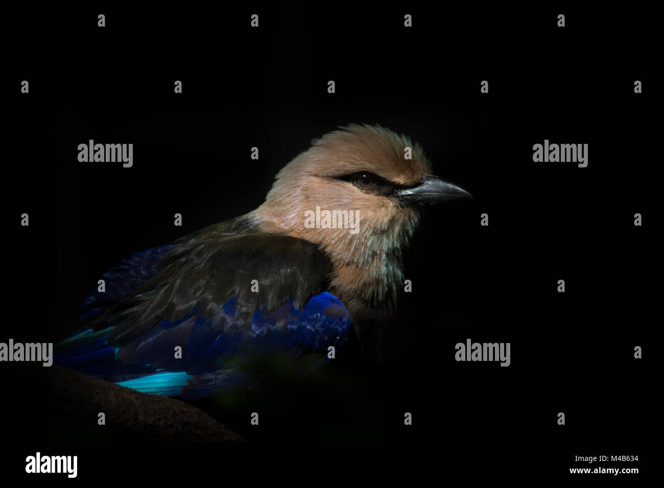 Blue-bellied roller Stock Photo