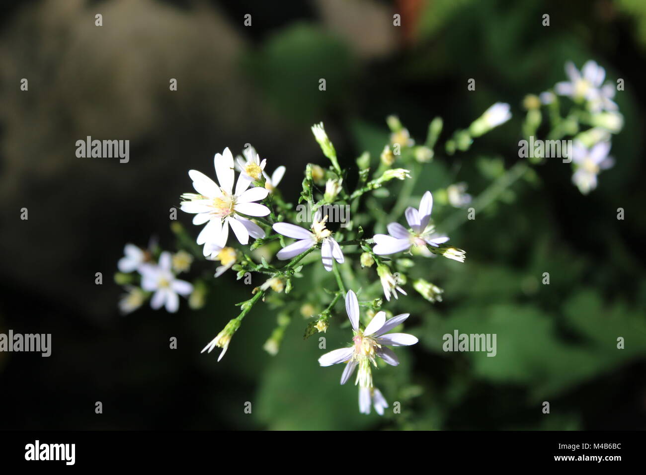 Beautiful Wild flowers Upstate New York summer Stock Photo Alamy