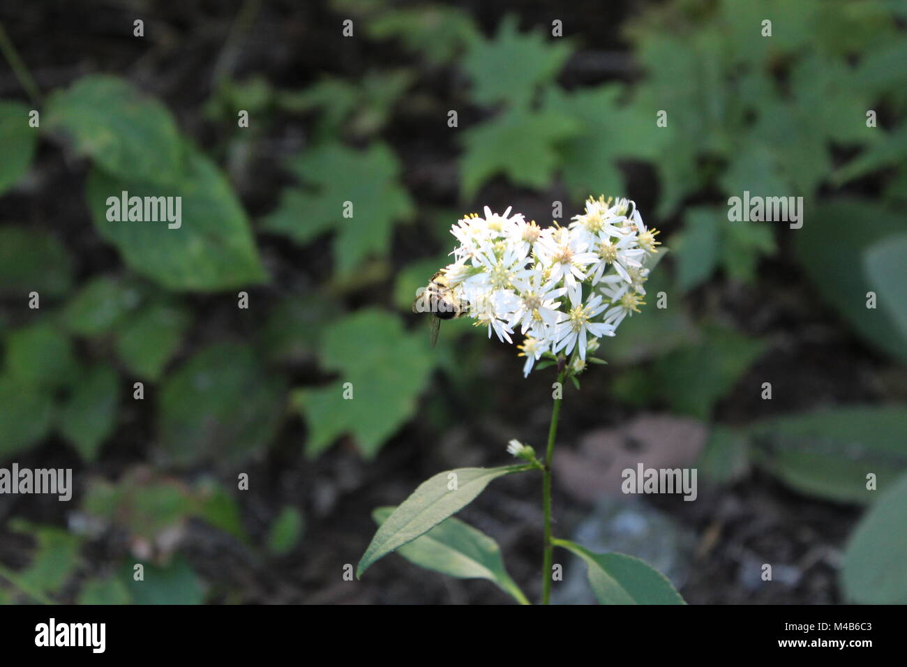 Beautiful Wild flowers Upstate New York summer Stock Photo Alamy